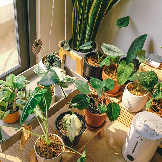 plants-trees